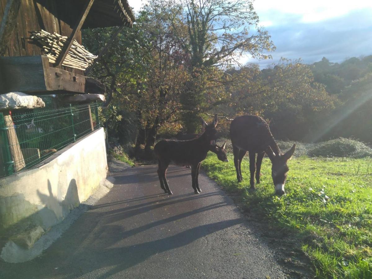 Casa Pepin - Sagasta Rural Oviedo 게스트하우스 외부 사진