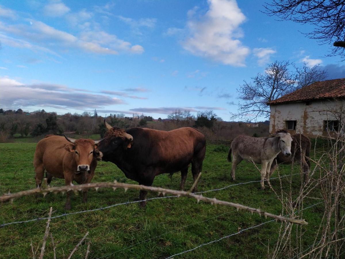 Casa Pepin - Sagasta Rural Oviedo 게스트하우스 외부 사진