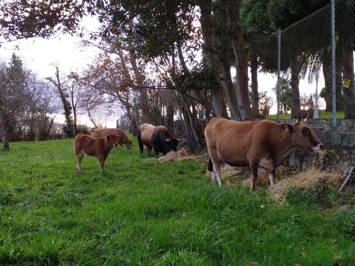 Casa Pepin - Sagasta Rural Oviedo 게스트하우스 외부 사진